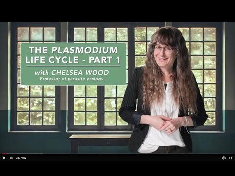 The Plasmodium life cycle - Part 1