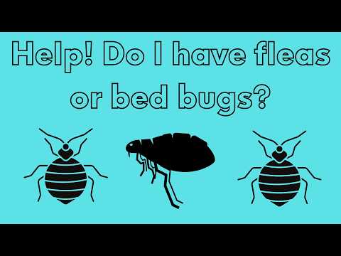 Fleas vs Bed Bugs: How to Tell Them Apart