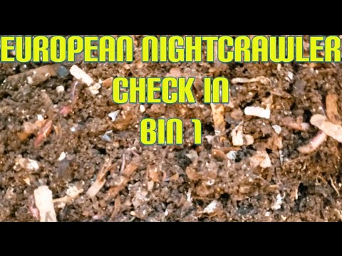 ENC check in - Bin 1