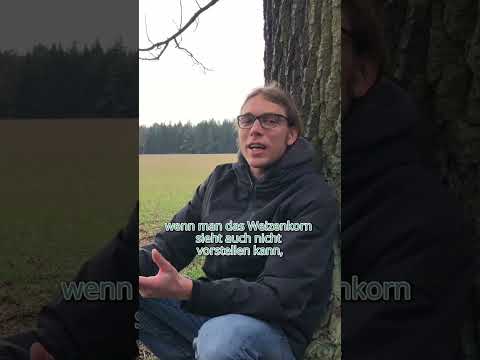 Auf ein Wort zum Weizenkorn von Tim