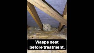 Removing a Wasps Nest in attic