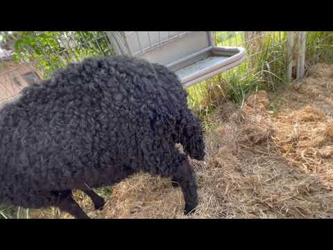 1 Sheep Ram Lamb Ivan Karakul