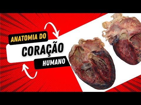 Anatomy of the heart (true human organs)