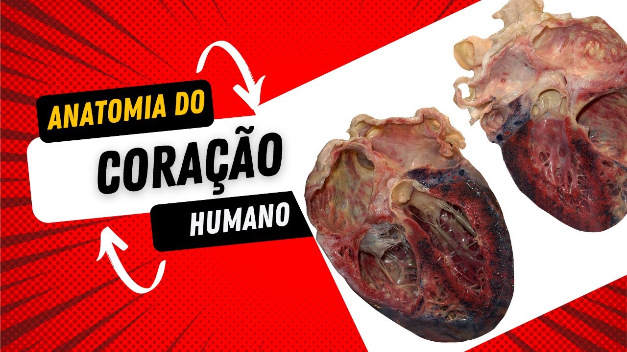 Anatomia do coração (órgãos verdadeiros de humanos)