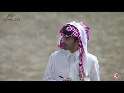 N.126 REEM KHOZAN - 22nd Qatar National 2019 - Yearling Fillies (Class 3C)