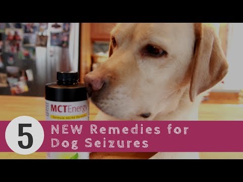 Dog Seizures: 5 New Remedies
