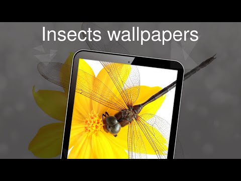 Insects wallpapers 4K Video