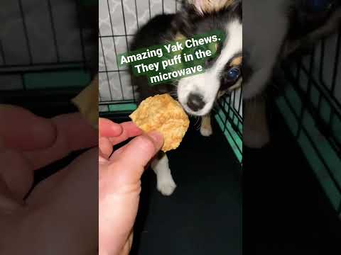 Microwaveable Yak Chews for Dogs 🐶🦴🐾
