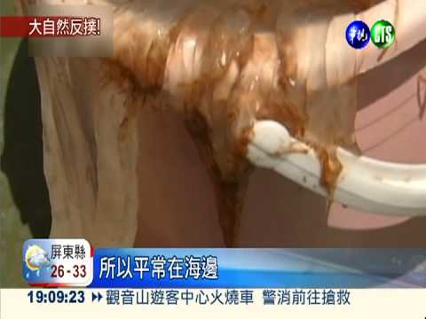 水母大軍狂螫人 膠州灣遭攻陷