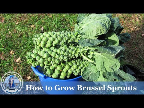 , title : 'How to Grow Brussel Sprouts ( ADVANCED ) Growing Guide