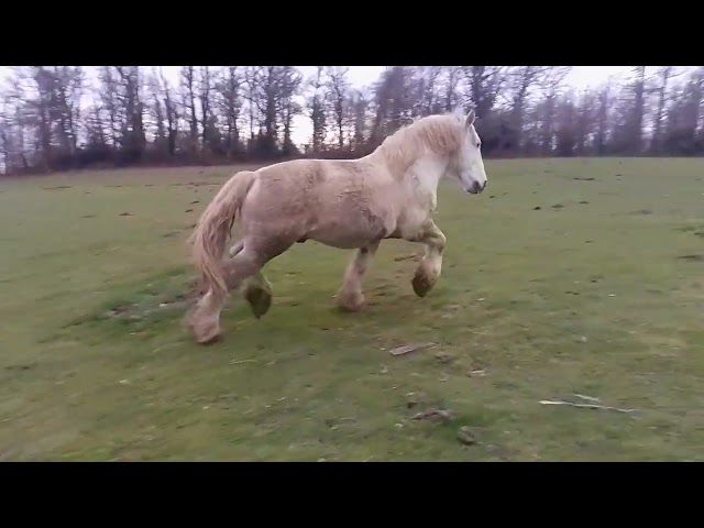 Stallone Percheron In vendita 2017 Grigio ,  vasco de theuret