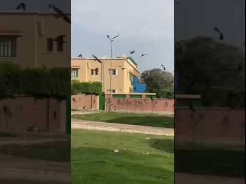 في الاسماعيليه غراب صغير وقع من العش بتاعه الكــ..لاب قتــ..لته بس الغربان اتجمعت بطريقه مخيفه 😳😳