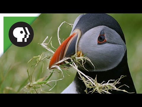 Puffins Pick the Perfect Home