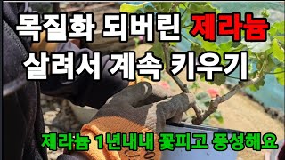 길게 웃자란 제라늄 관리하는 꿀팁과! 풍성하게 키우는법! #제라늄키우기 #제라늄꽃계속피게하기 #웃자란제라늄관…