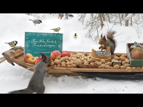 The Traveling Bird Feeder - Relax With Squirrels & Birds ( 1 Hour )