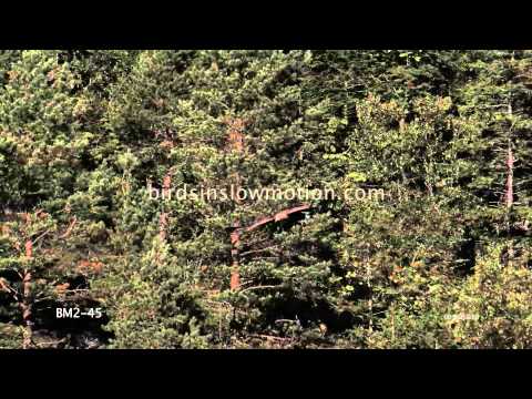 White Tailed Sea Eagle Slow Motion Take Off shot on Phantom HD Gold