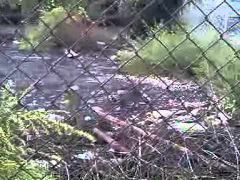 Cat vs Mantis the final showdown ....