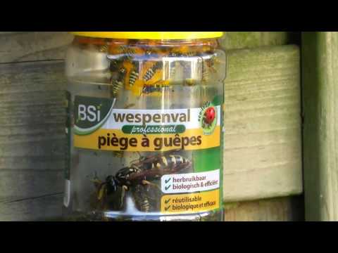 Wasp catching bag