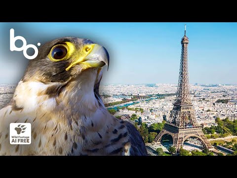 Diving at 217 mph: The Peregrine Falcon, Ruler of Paris' Skies | Raptor | BOREALES