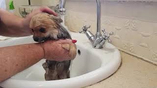 Bathing Pomeranian Puppy