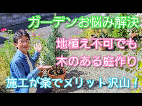 鉢植えの木 テラス用 適切な木 完全な日光にさらされる