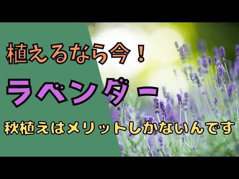 ラベンダーは咲いていませんか?これらが理由です 植物