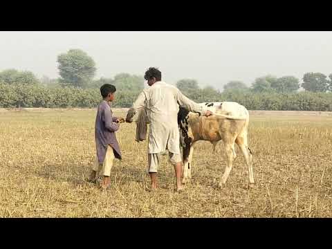 Men jumping over a charging bull - Recortadores
