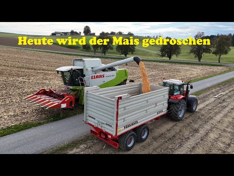 Heute wird der Mais gedroschen
