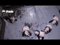 Bless you Sneezing panda