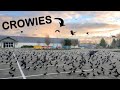 Feeding Hundreds of Crows for $4