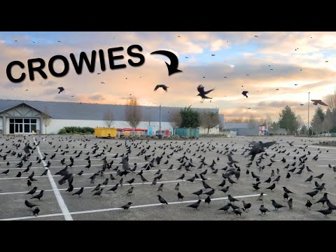 Feeding Hundreds of Crows for $4