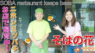 ニホンミツバチがいるお蕎麦屋さん【そばの花・京都府綾部】