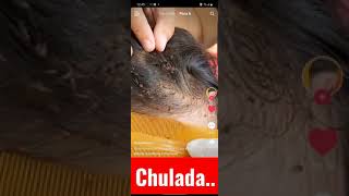 piojos 2021, hermoso brote de piojos 🤣