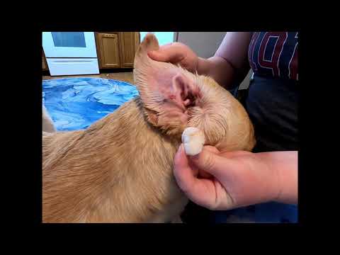 YouTube video about: Can I put cotton balls in my dog's ears?