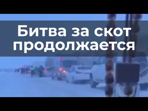 Битвa за скот продолжается