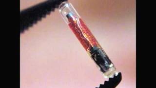 NORTH AMERICAN UNION & RFID Chip TRUTH! Must SEE