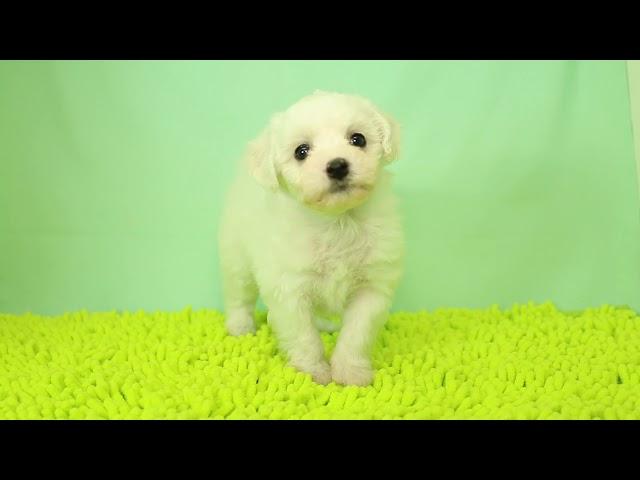 (子犬) 犬種:ビション・フリーゼ 男の子 ブリーダー マロニエケンネル MARRONNIER KENNEL k2975の画像