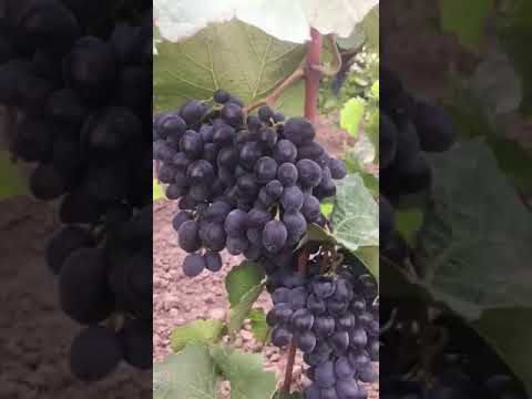 Виноград Молдова