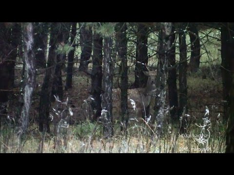 HAZAI VADÁSZ TV Magazin – 2015. március 1-i adás