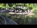 Time Lapse Flamingos At The San Diego Zoo Safari Park
