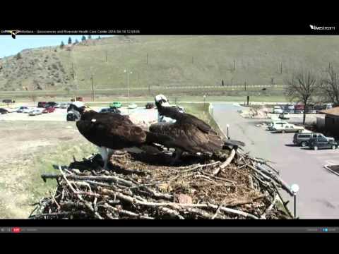2014 Hellgate Osprey Cam-April 14, 2014 @ 1404 hrs EST. ©lehemt.