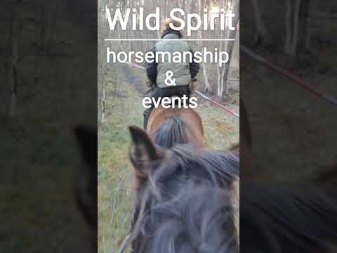 Horse Riding Canter Video VIVO x51 Forest Gallop Wald