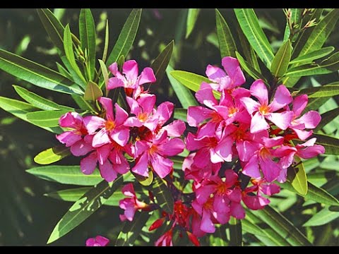 download lagu mp3 mp4 Laurier Rose, download lagu Laurier Rose gratis, unduh video klip Laurier Rose