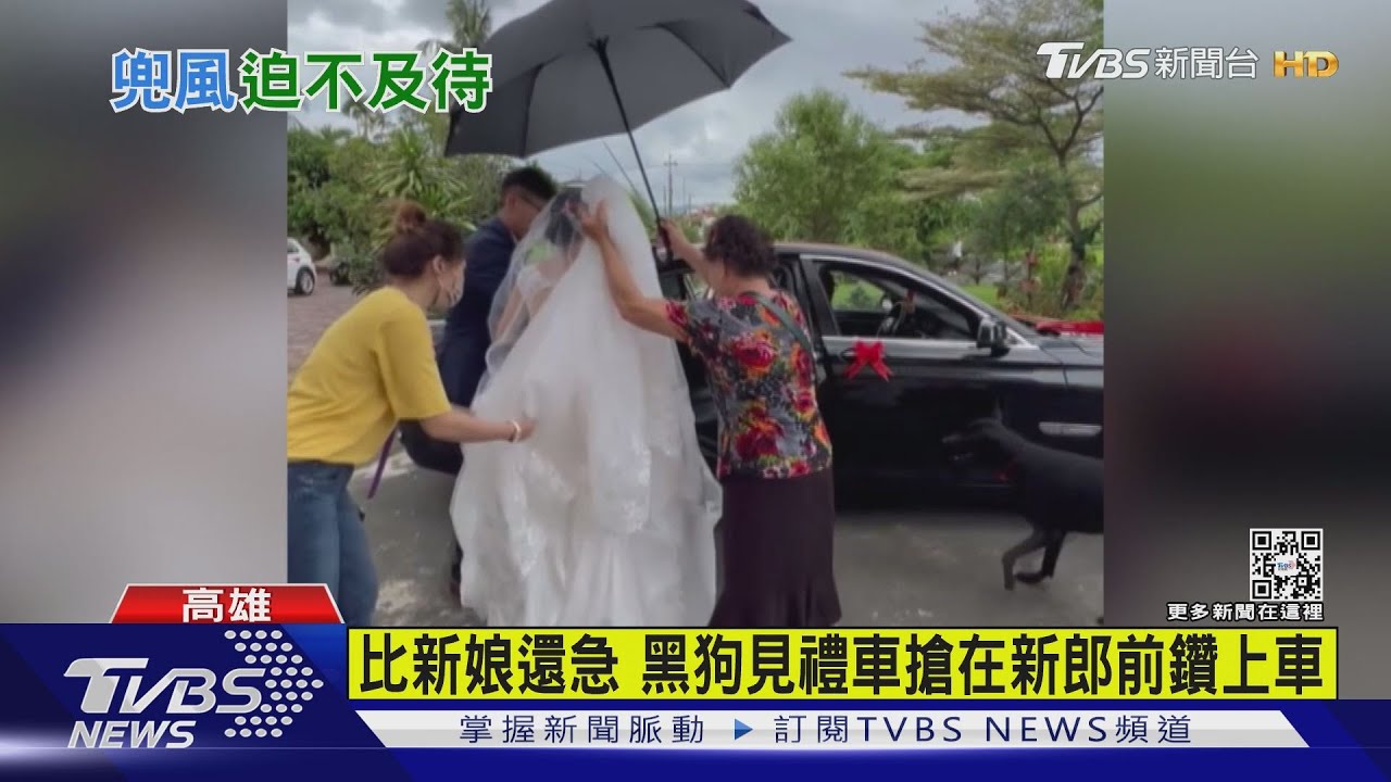 比新娘還急! 黑狗見禮車搶在新郎前鑽上車