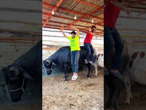 Bull Ride😱  #trending #shorts #funny #mishkatkhan #cow #mandi #bull