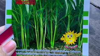 Grow Morning Glory without soil, No soil needed only water