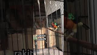 Download lagu Kowul / kolibri muncang full emosi ngotot isian kenari #birds #masteranjernih #kolibriwulunggacor mp3
