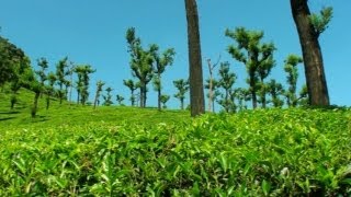 Tea Estates in Valparai Hill Station in Tamilnadu 