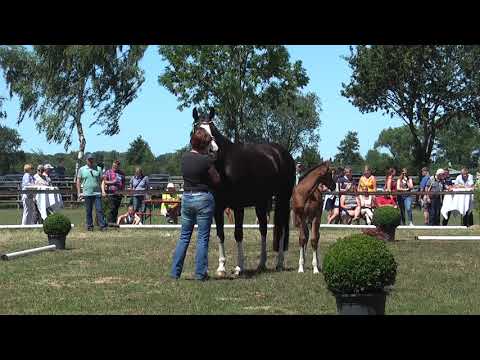 Sudweyher Fohlenschau 2018 - Kat.-Nr. 43