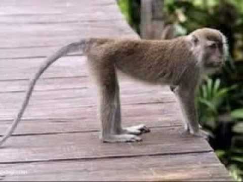 babbu mann jatt marjuga